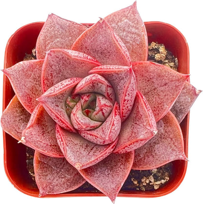 Sprout N Green Echeveria Purpusorum, Rare Live Succulent Plant Fully Rooted in 2" Planter with Soil, Home Office Indoor Outdoor Wedding Decoration DIY Projects Party Favor