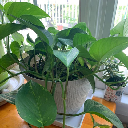 JOIKIT 10 PCS 11.4 x 11.4 Inch Square Plant Saucer, 1.6 Inch Deep Plastic Square Planter Base Bottom Pot Trays, Drip Plates for Plant Pot IndoorsOutdoor, White