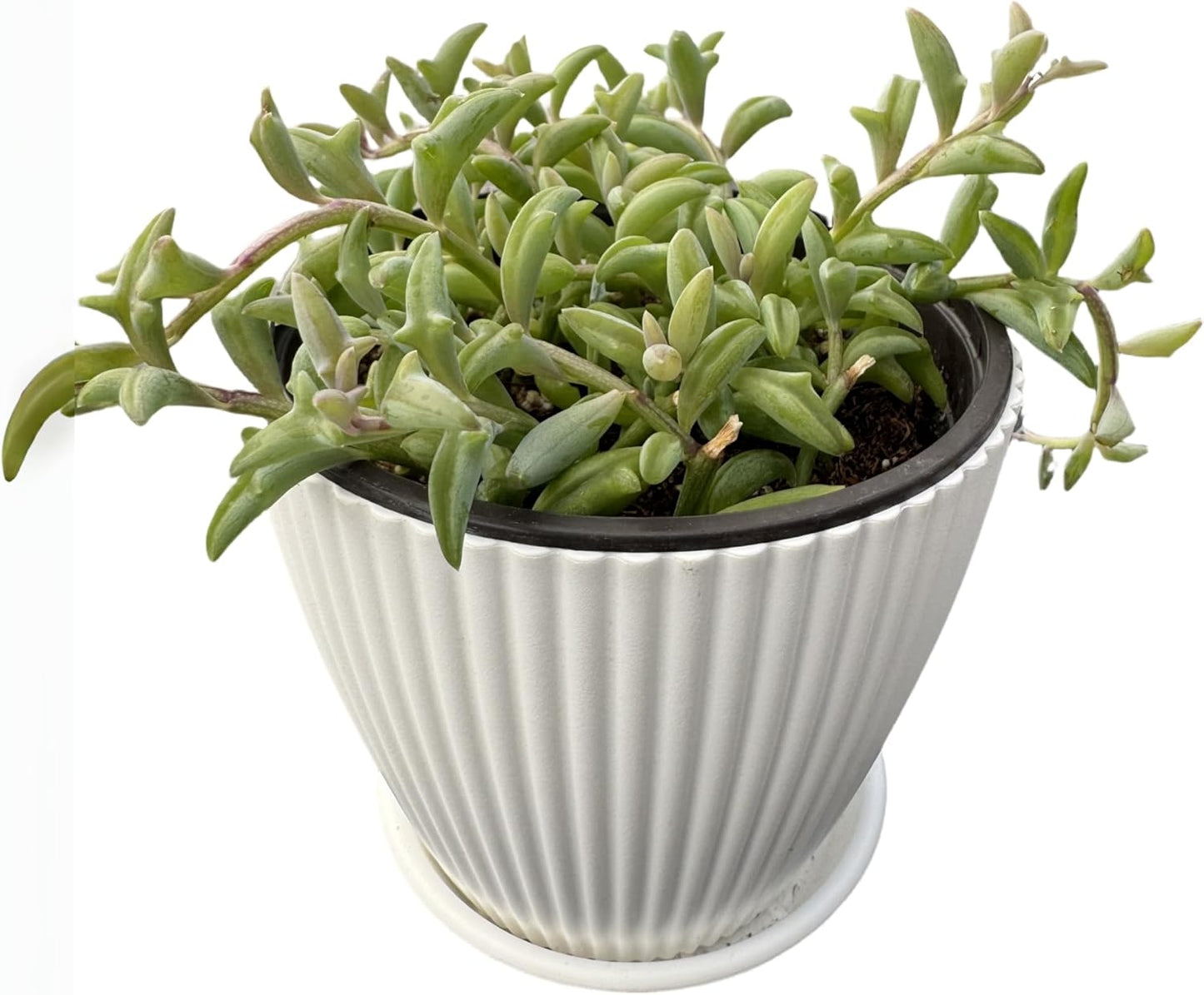 String of Dolphins with White Stripe 4" Pot, Live Succulent Plant Fully Rooted in Pots with Soil, Rare House Plant for Home Office Wedding Decoration DIY Projects Party