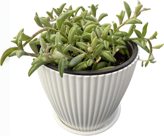 String of Dolphins with White Stripe 4" Pot, Live Succulent Plant Fully Rooted in Pots with Soil, Rare House Plant for Home Office Wedding Decoration DIY Projects Party