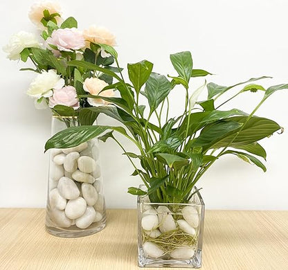 10 lbs Large River Rocks for Landscaping, 2-3 inch Polished White Pebbles for Plants, Decorative White Stones for Planters Vase Aquarium and Outdoor Garden Rocks