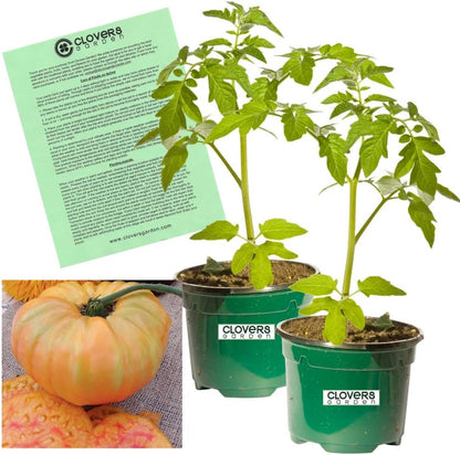 Clovers Garden Heirloom Pineapple Tomato Plants- Two (2) Live Plants – Non-GMO - Not Seeds – Each 4"-8" Tall in 4 Inch Pots - Indeterminate, Disease Resistant