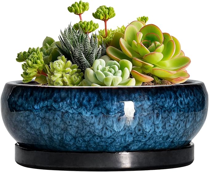 Succulent Pots - 6 Inch Ceramic Bonsai Pots with Drainage Hole and Saucer, Shallow Planter for Indoor Outdoor, Round Succulent Planter, Cactus Pot, Office Decor, Gifts for Plant Lovers, Blue