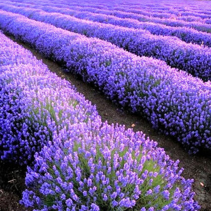 Set 2 Lavender Plants Live, Lavandula Perennial Flower Plants Indoor Outdoor, Well Rooted Plugs 3 to 5 Inch Tall to Grow (Provence Lavender)