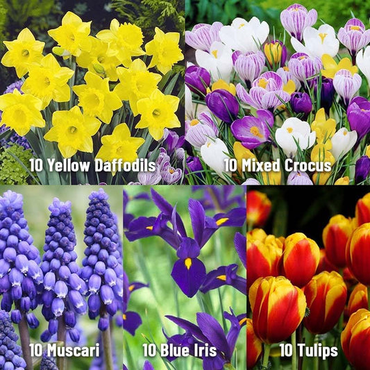 Complete Spring Flower Bulb Garden - 50 Bulbs for 50 Days of Continuous Blooms (Spring Color from March Through June) - Easy to Grow Fall Planting Bulbs by Willard & May