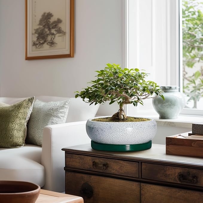 Succulent Planters 10 Inch - Ceramic Bonsai Pots with Drainage Hole and Saucer, Large Succulent Pots Indoor, Shallow Planter, Round Bowl Planter Outdoor, Patio Decor, Plant Lover Gift, Green