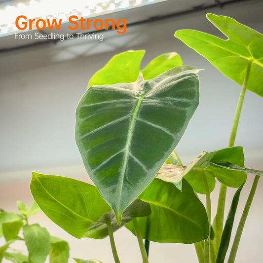 Plant Shelf with Grow Light with Timer, Metal Plant Stand with Adjustable Rack and Wheels, 4 Pack 24W Full Spectrum Grow Light Strip for Indoor Plants, Seed Starting, 35.4"x13.8"x59"