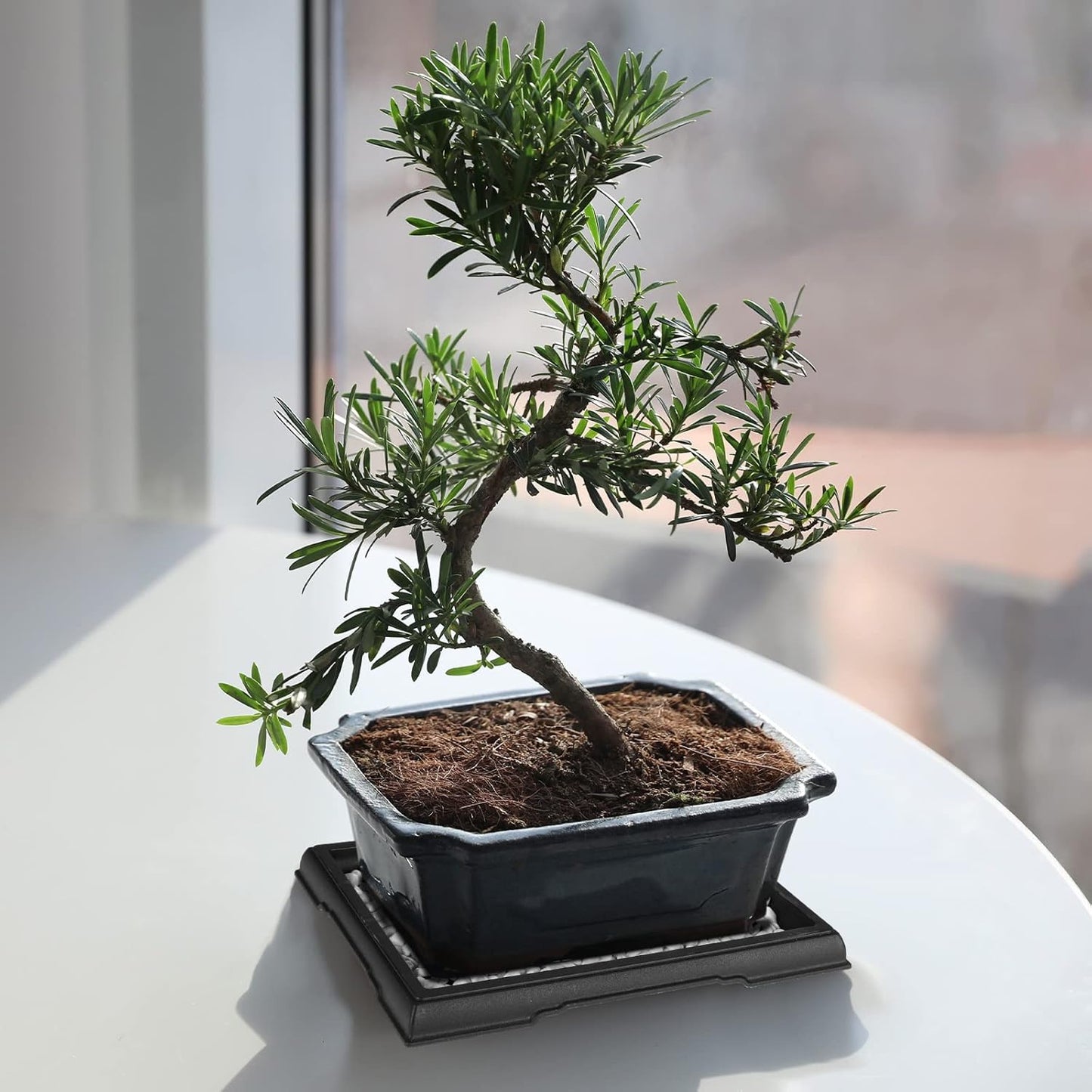 Pinkunn 2 Pcs Bonsai Humidity Tray Drip Tray Plastic Plant Water Catcher Plant Saucers for Indoors and Outdoors Cactus,Succulents,Bonsai Tree,Stone Not Included (7.8 x 5.5 Inch)