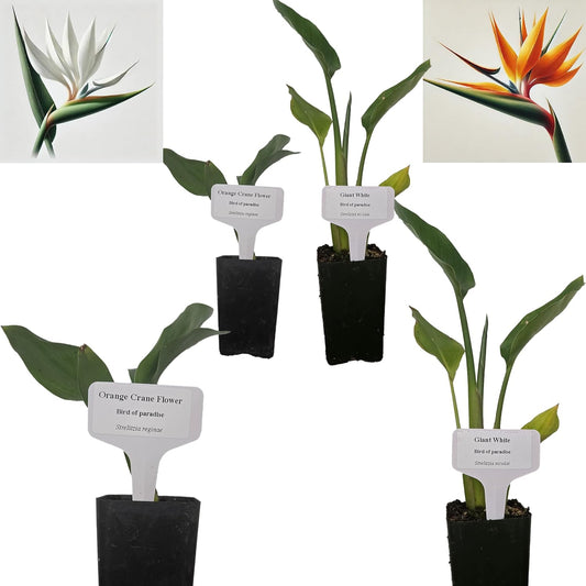 Bird of Paradise - White + Orange - Strelitzia. (2 White + 2 Orange BoP Cups)