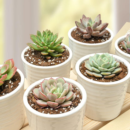 Succulent Plants (6 Pack), Live Succulents Fully Rooted in 2" Pots with Soil, Unique Potted House Plants for DIY, Home Decor, Wedding Party Favor Gift, Easy to Grow (Common Varieties)