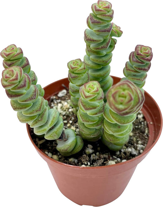 Live Succulent 4" Crassula Baby Necklace, Succulents Plants Live, Succulent Plants Fully Rooted, Hanging House Plant for Home Office Decoration, DIY Projects, Party Favor Gift by The Succulent Cult