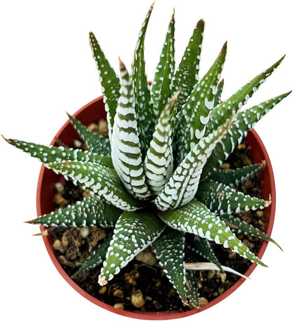 Sprout N Green Haworthiopsis fasciata 'Big Band', Live Succulent Fully Rooted in 4" Pots, Rare House Plant for Home Office Indoor Outdoor Wedding Decoration, DIY Projects, Party Favor