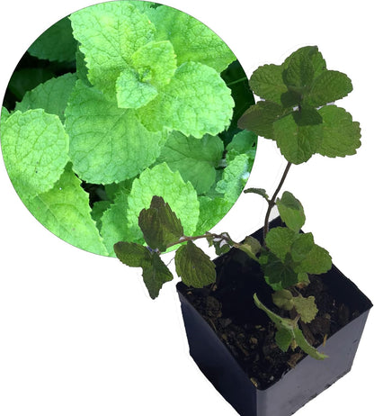 Organic Apple Mint Live Plant, (Mentha suavolens) in 2.5 inch Pot.