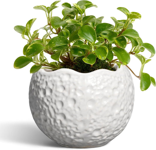 4 inch Plant Pots - Ceramic Pots for Plants with Drainage Hole, Small Planter for Indoor Outdoor, Unique Succulent Pot, Decorative Modern Round Planter, Desk Decor, Plant Lover Gifts, White