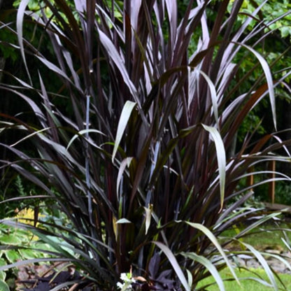 Pack 3 Fountain Grass Plants Live, 5-9 Inch Tall, Ornamental Grasses Live Plants Perennial, Well-Rooted Perennial Grass Clumps (Black Fountain Grass)