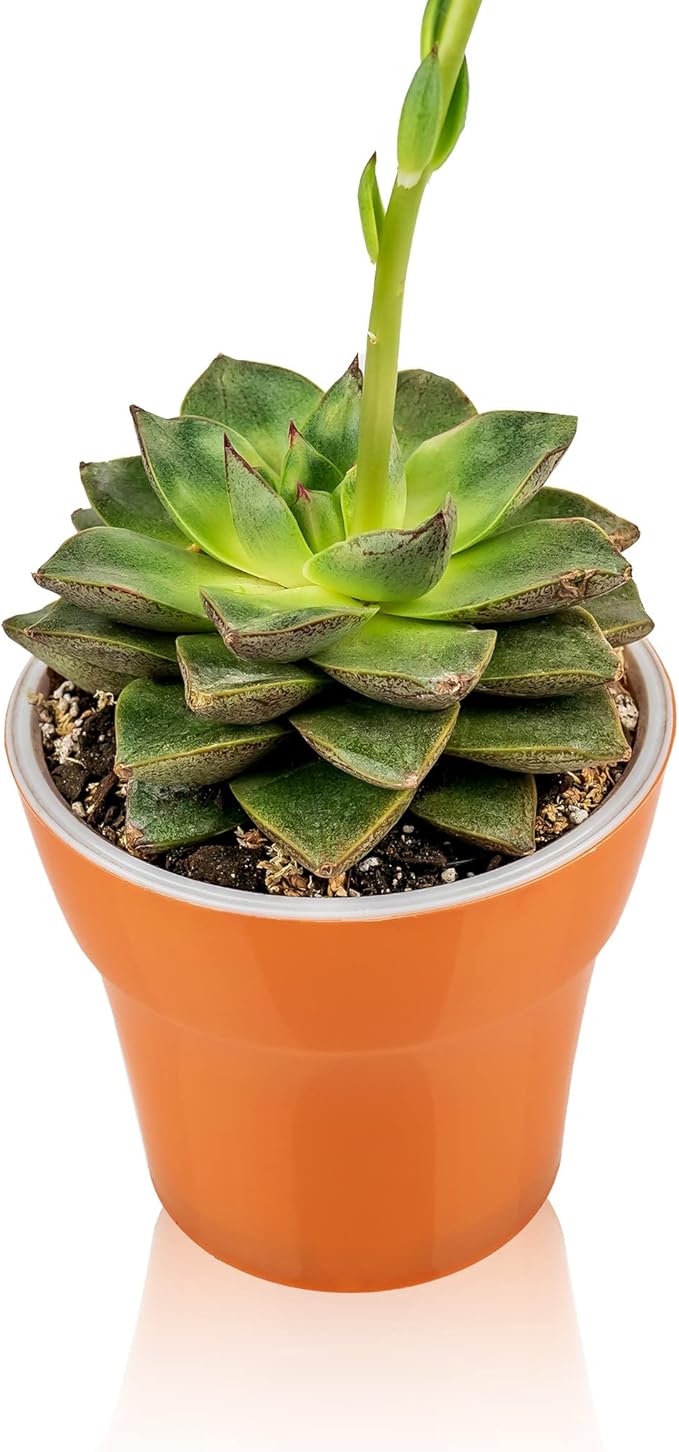 Gardenera Premium Albuca Spiralis Potting Soil Mix - Perfect Balance of Nutrients, Drainage, and Aeration for Thriving Blooms - 5 Quart