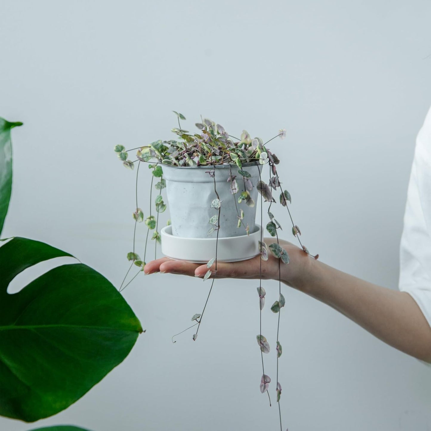 Phoenix Vine 4 Inch Plastic Plant Saucer Water Drip Tray, Heavy Sturdy Round Plant Drainage Tray for Indoors Outdoor, Set of 2, Matte White, 21-TY-4W-2