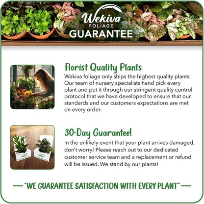 Florida Special Pineapple Plant - Live Plant in a 4 Inch Growers Pot - Ananas Comosus - Edible Fruit Tree for Patio and Garden