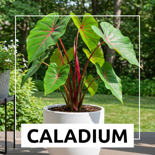 Hawaiian Punch Caladium Bulbs for Planting -Rare Coloring - Perennial Hosta, Elephant Ears, Fancy (5 Elephant Ear Bulbs)