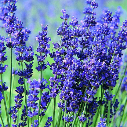 Set 2 Lavender Plants Live, Lavandula Perennial Flower Plants Indoor Outdoor, Well Rooted Plugs 3 to 5 Inch Tall to Grow (Blue Lavender)