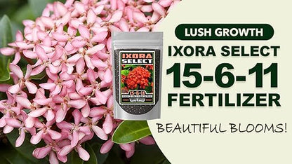 Fertilizer Commercial Grade | Ixora Select 15-6-11 | 1 Pound | Custom Professional Mix | Granular Slow Release | 90-Day Soil Acidifier | Acid-Loving Plants Ixora Gardenia Azalea Camellia | Topdress