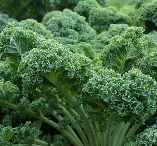 Curled Blue Kale Seeds for Planting – Plant & Grow Heirloom Non-GMO Curled Blue Vates Kale Home Outdoor Vegetable Garden, Brassica oleracea VAR. acephalla – 1 Packet Approx 200 Seeds