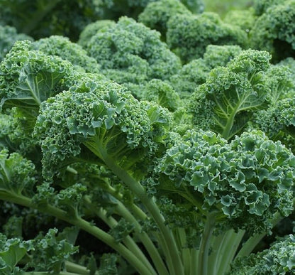 Curled Blue Kale Seeds for Planting – Plant & Grow Heirloom Non-GMO Curled Blue Vates Kale Home Outdoor Vegetable Garden, Brassica oleracea VAR. acephalla – 2 Packets