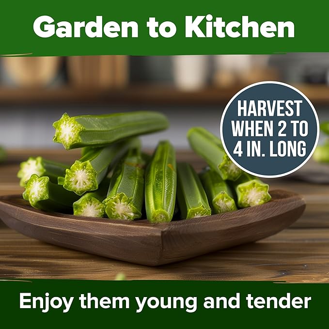 HOME GROWN 𝗨𝗦𝗔 𝗣𝗥𝗘𝗠𝗜𝗨𝗠 Clemson Spineless Okra Seeds 101+ 𝗡𝗢𝗡-𝗚𝗠𝗢 Heirloom Vegetable Seeds for Planting Easy to Grow Outdoor Summer Garden High Germination Rate (Abelmoschus esculentus)