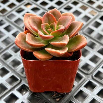Sprout N Green Echeveria Melaco, 1 Pack Rare Live Mini Succulent Plant Fully Rooted in 2" Pots with Soil Mix, House Plant for Indoor Outdoor Home Office Wedding Decor DIY Project Party Favor
