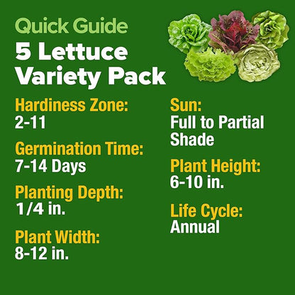 HOME GROWN 5 Lettuce Seed Pack – 3950 Heirloom Vegetable Seeds for Indoor, Outdoor, or Hydroponic Growing – Black Seeded Simpson, Red Romaine, Bibb, Buttercrunch, Iceberg Varieties (Lactuca Sativa)