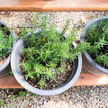 Rosemary Plant in 4 Inch Pot, Fragrant Plants for Indoor Outdoor Planting, Live Perennial Rosemary Plants