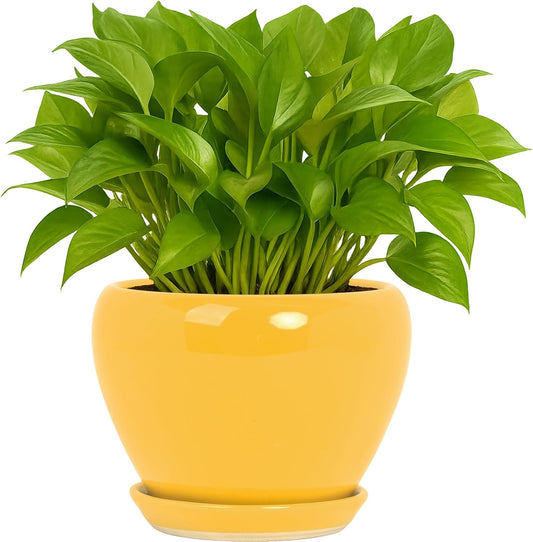 Deep Dream 6 Inch Plant Pots- Ceramic Planter Pot with Drainage Hole and Saucer, Round Flower Pot for Indoor Outdoor Succulent, Snake Plants and Cactus, Yellow