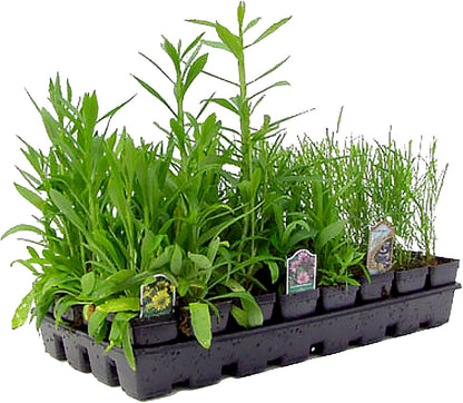 32 Live Outdoor Native Plants for Full Sun from My Home Park – Includes Aromatic Aster, Blue Mistflower, Lanceleaf Coreopsis, Mountain Mint & Purple Coneflower – Not Seeds – Easy to Grow Perennials