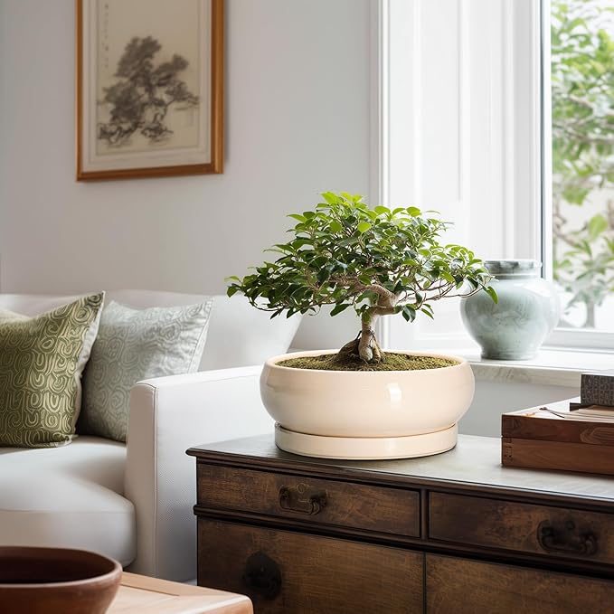 Bonsai Pots - 10 Inch Ceramic Succulent Planters Indoor Outdoor, Bonsai Planters with Drainage Hole and Saucer, Round Shallow Planter, Bowl Planter, House Decor, Gifts for Plant Lover, Beige