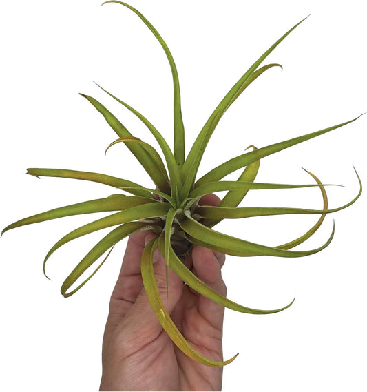 Air Plants - Tillandsia Capitata (Peach), Large 5-7” - 1 ct - Live Arrival Guaranteed - House Plants for Home Decor & Gift