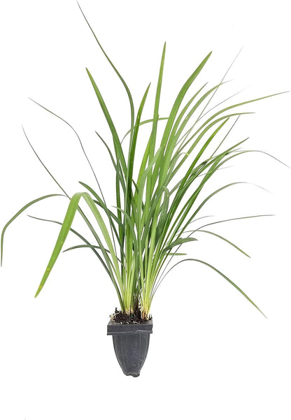 Emerald Goddess Liriope Muscari - 10 Live Plants - Drought Tolerant Low Maintenance Evergreen Ground Cover Grass