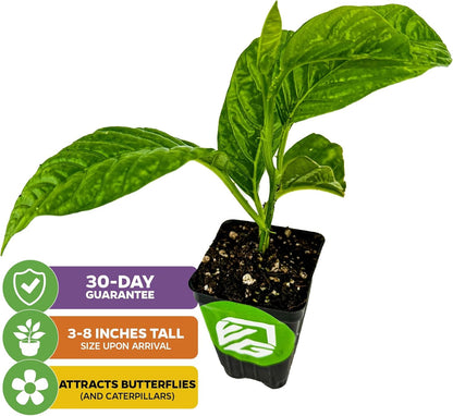 Granadilla Passion Fruit Vine Live Plant (Giant Granadilla) – Passiflora quadrangularis by Wellspring Gardens – Huge Edible Fruit – Fast-Growing & Ornamental – Great for Trellises & Fences (2-Pack)