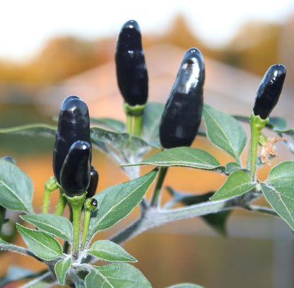 Premium Black Cobra Pepper (Capsicum Annuum) - Rare & Exotic Hot Chili Pepper, Perfect for Home Gardening and Gourmet Cooking (2 bkcbr pep Cups)