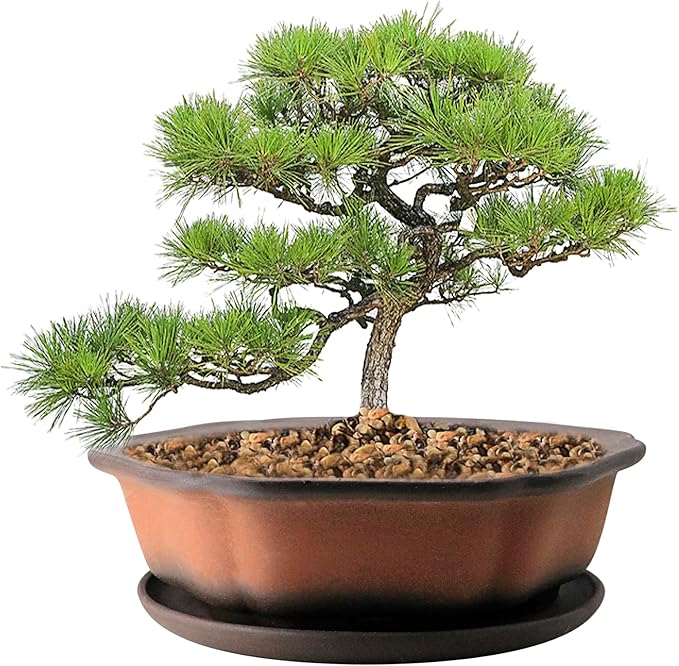 MUZHI 7.5” Unglazed Flower Shape Clay Bonsai Pot with Ceramic Saucer, Color Gradational Shallow Terracotta Planter for Tree Cactus Succulent Arrangement