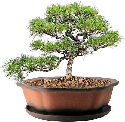 MUZHI 7.5” Unglazed Flower Shape Clay Bonsai Pot with Ceramic Saucer, Color Gradational Shallow Terracotta Planter for Tree Cactus Succulent Arrangement