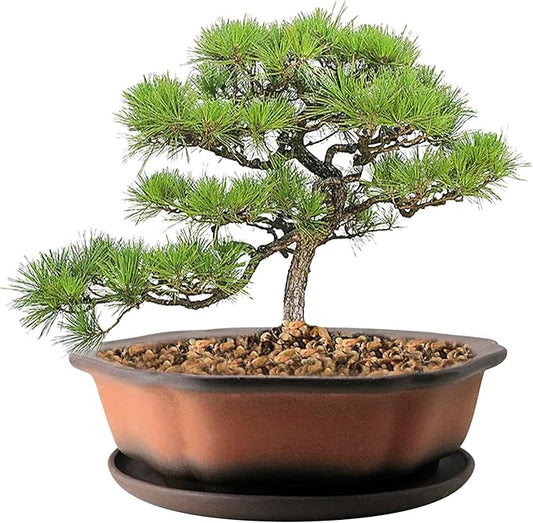 MUZHI 7.5” Unglazed Flower Shape Clay Bonsai Pot with Ceramic Saucer, Color Gradational Shallow Terracotta Planter for Tree Cactus Succulent Arrangement