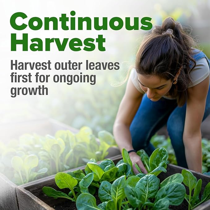 HOME GROWN 𝗨𝗦𝗔 𝗣𝗥𝗘𝗠𝗜𝗨𝗠 Bloomsdale Spinach Seeds Pack – 353 Heirloom 𝗡𝗢𝗡-𝗚𝗠𝗢 Seeds – High Germination Spinach for Indoor, Outdoor, Hydroponic Planting & Home Gardens (Spinacia oleracea)