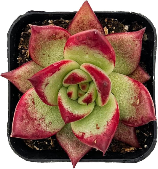 Sprout N Green Echeveria Red Knight | Red Ebony, Mini Live Succulent Fully Rooted in 2 inch Starter Pot, House Plant for Indoor Outdoor Home Office Wedding Decoration Party Favor