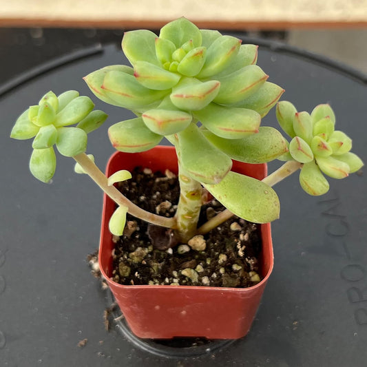 Sprout N Green Echeveria Tango, Rare Live Succulent Fully Rooted in 2 inch Starter Pot with Soil Mix, House Plant for Indoor Outdoor Home Office Wedding Decoration Party Favor