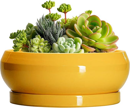 Succulent Pots with Drainage Hole - 6 Inch Ceramic Bonsai Pots for Indoor Outdoor, Shallow Plant Pot with Saucer, Bonsai Planter, Round Succulent Planter, Patio Decor, Gardening Gift, Yellow