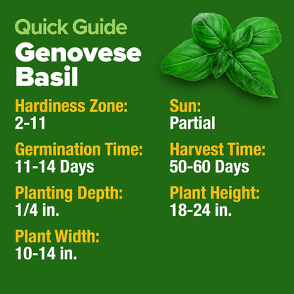 HOME GROWN Genovese Basil Seeds 2 Pack - 3500 𝗡𝗢𝗡-𝗚𝗠𝗢 𝗨𝗦𝗔 Heirloom Basil Seeds for Planting (Ocimum basilicum) - Herb Seeds for Indoor & Outdoor Gardening - Grow for Culinary Use