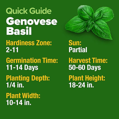 HOME GROWN 𝗨𝗦𝗔 𝗣𝗥𝗘𝗠𝗜𝗨𝗠 Genovese Basil Seeds Pack 1,750+ High Germination 𝗡𝗢𝗡-𝗚𝗠𝗢 Heirloom Seeds (Ocimum basilicum) Herb Seeds for Planting Indoor & Outdoor Gardening, for Culinary Use