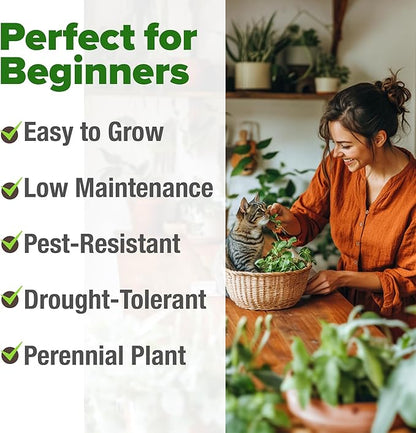 HOME GROWN 𝗨𝗦𝗔 𝗣𝗥𝗘𝗠𝗜𝗨𝗠 Catnip Seeds (Bulk Pack) 𝗡𝗢𝗡-𝗚𝗠𝗢 Heirloom Herb 2,116 Seeds - Indoor or Outdoor Seed - High-Germination Cat Nip - Cat Safe Plants (Nepeta cataria)