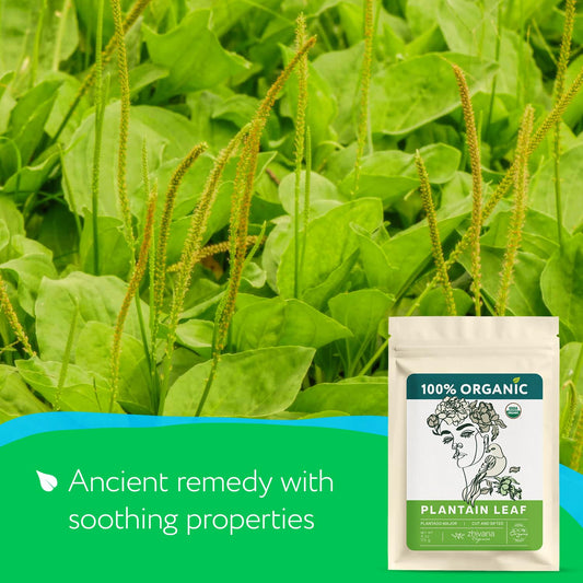 Plantain Leaf Organic (4 oz.) – Broadleaf Plantain Tea Loose Leaf (Plantago Major) – Llanten Planta Medicinal - Herbal Tea for Digestion, Respiratory Health & Detox