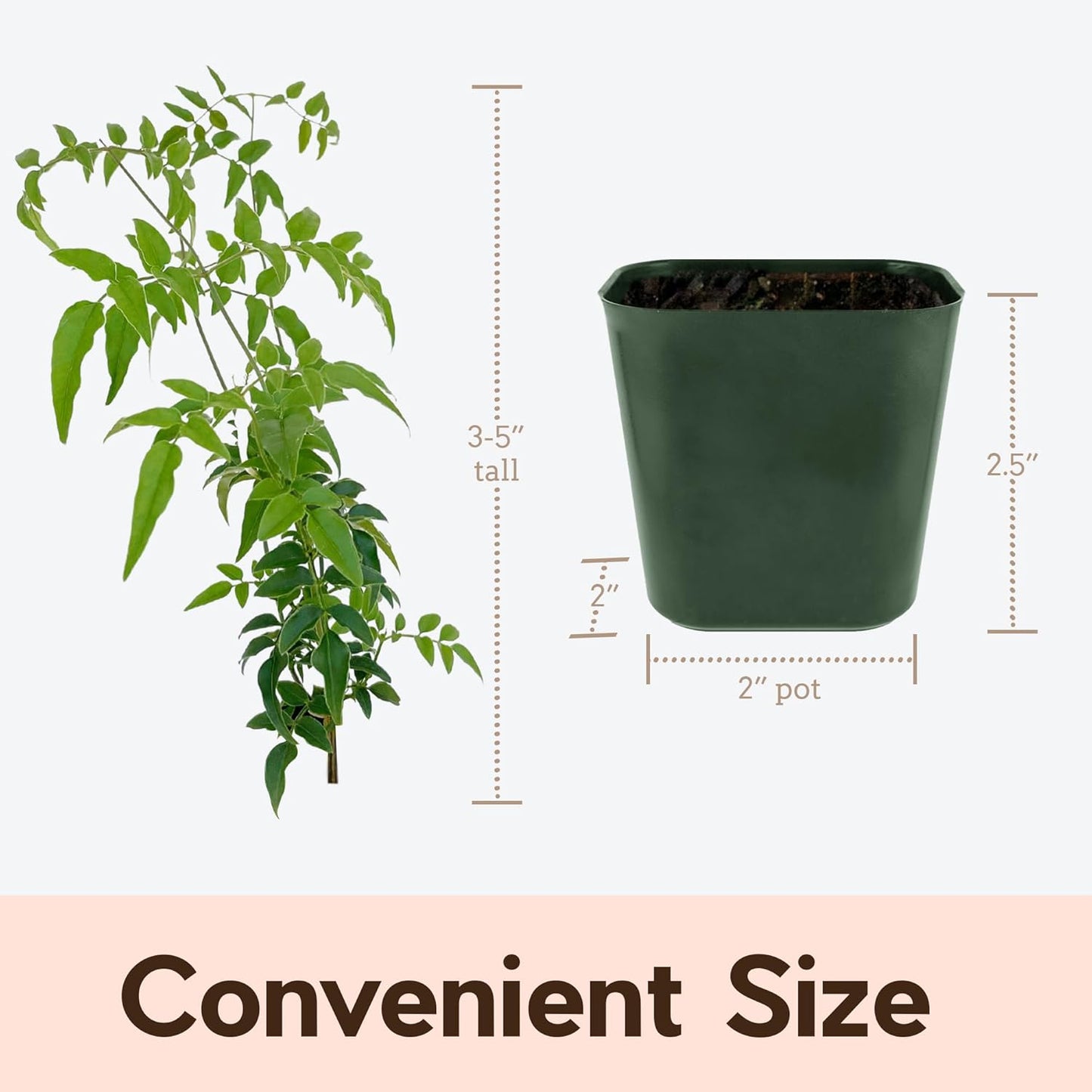 Generic Mini Pink Jasmine Vine, Fragrant and Live Houseplant, 2 Inch Pot, Jasminum Polyanthum (1) Just pruned